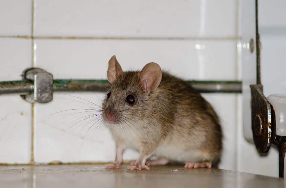 How To Keep Rats Out Of Your House1