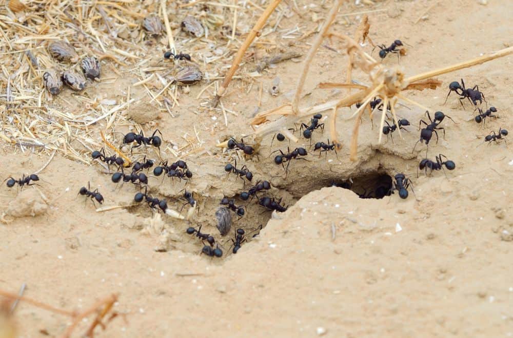 How does ant society work?1