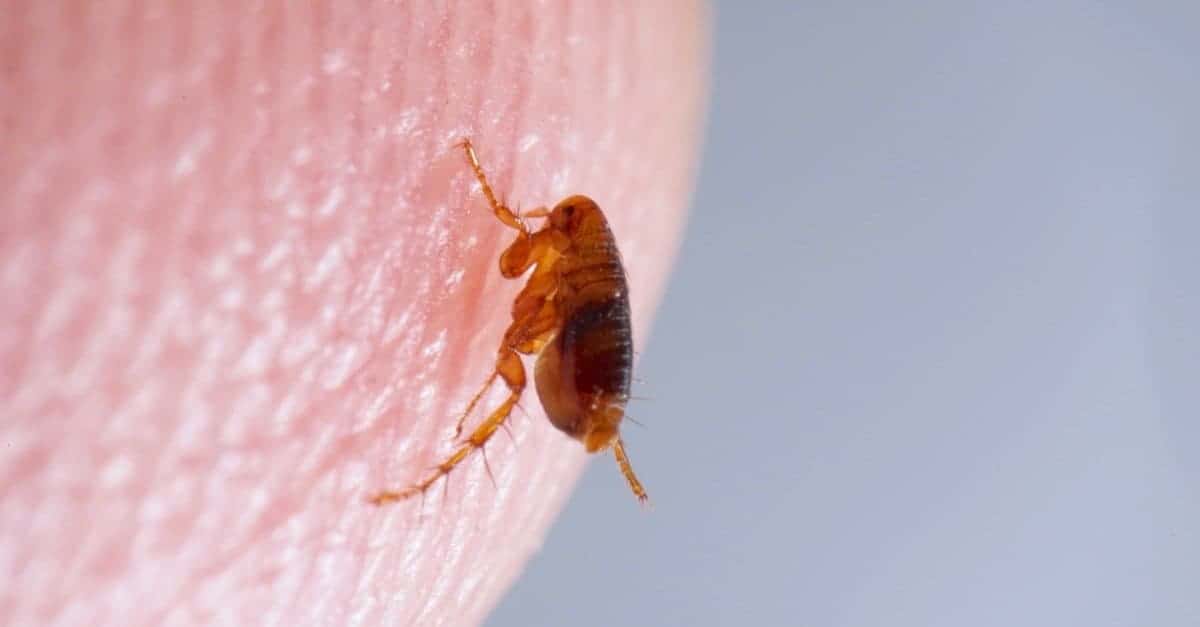 How long do adult fleas live 1