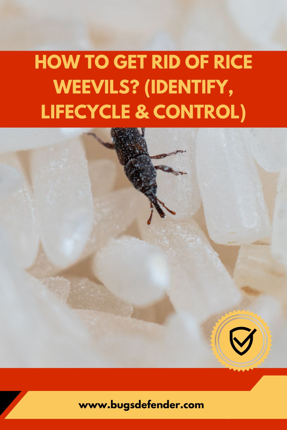 How to Get Rid of Rice Weevils? (Identify, Lifecycle & Control) pin1