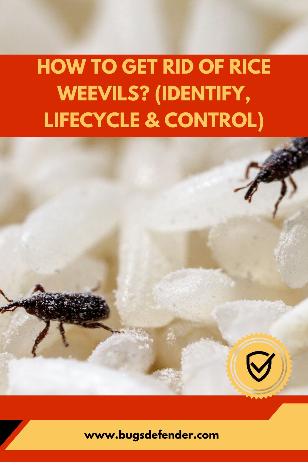 How to Get Rid of Rice Weevils? (Identify, Lifecycle & Control) pin2