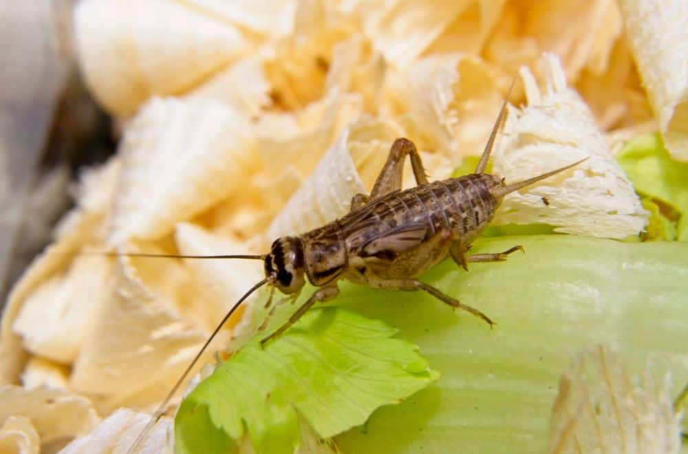 How-to-feed-and-water-a-cricket1