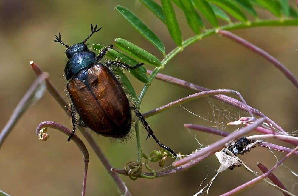 Khapra beetles1