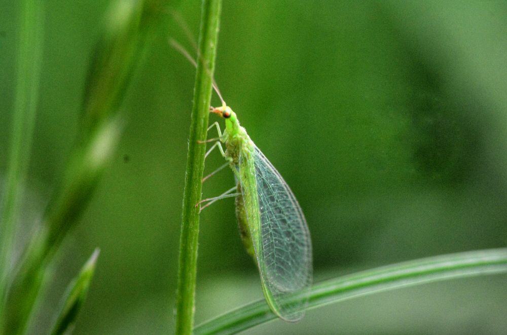 Lacewings1