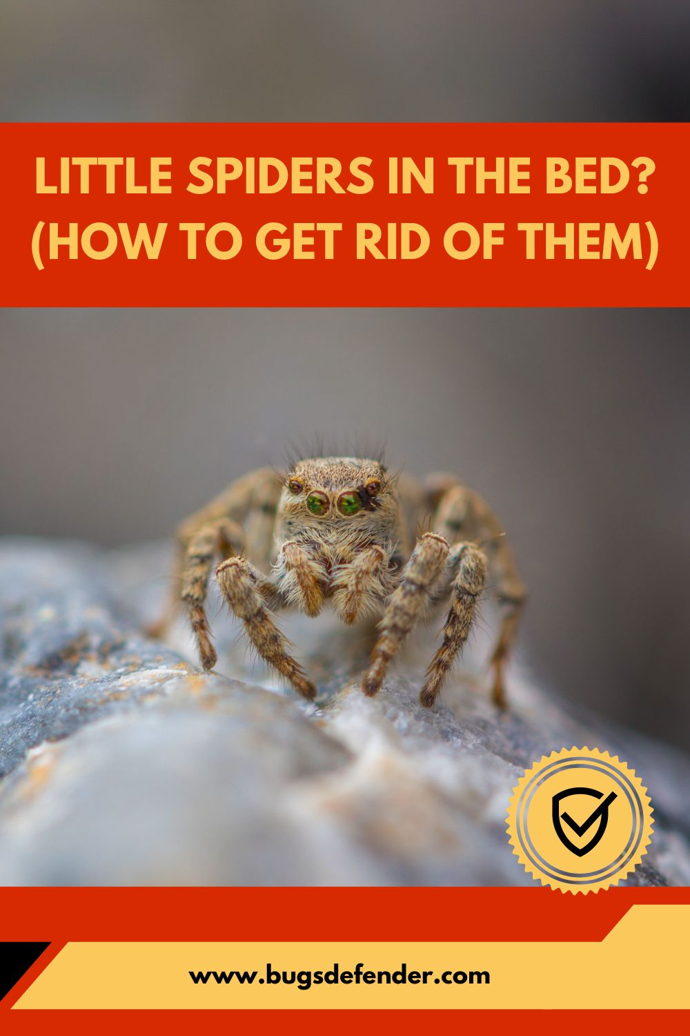 Little Spiders in the Bed? (How to Get Rid of Them) pin 1