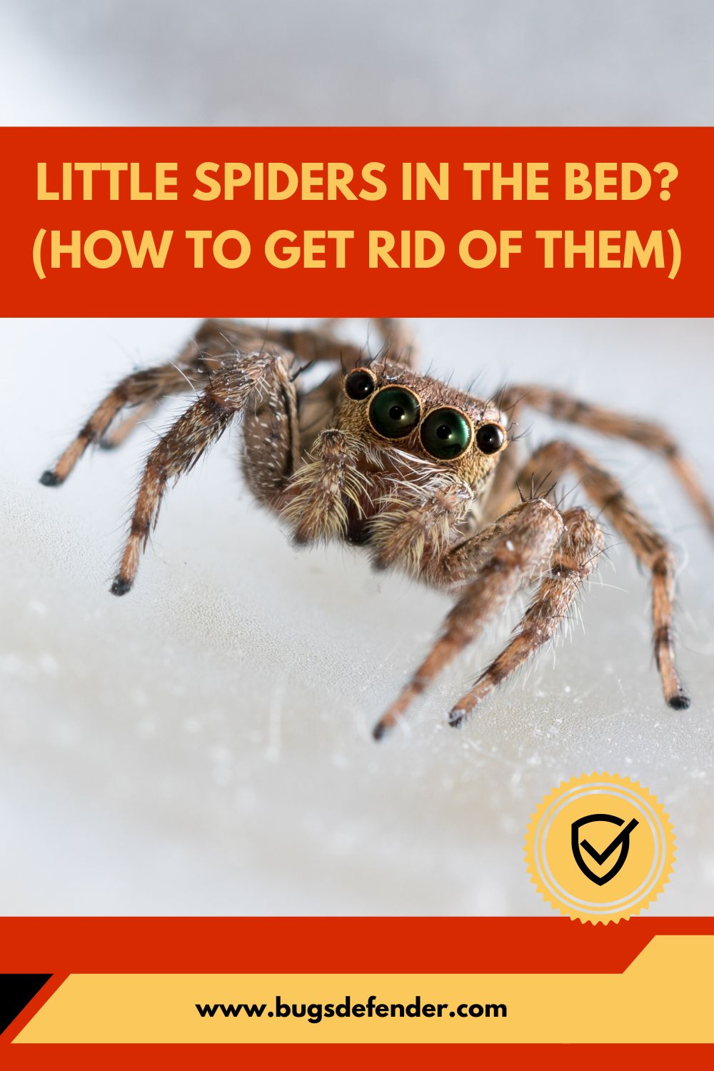 Little Spiders in the Bed? (How to Get Rid of Them) pin 2