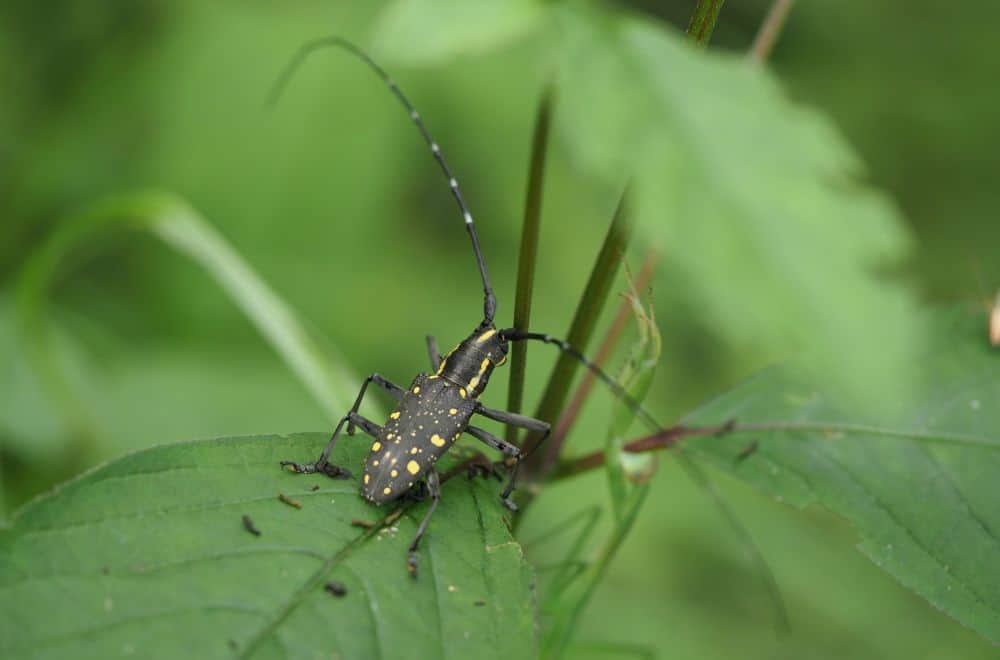 Longhorn beetle 1