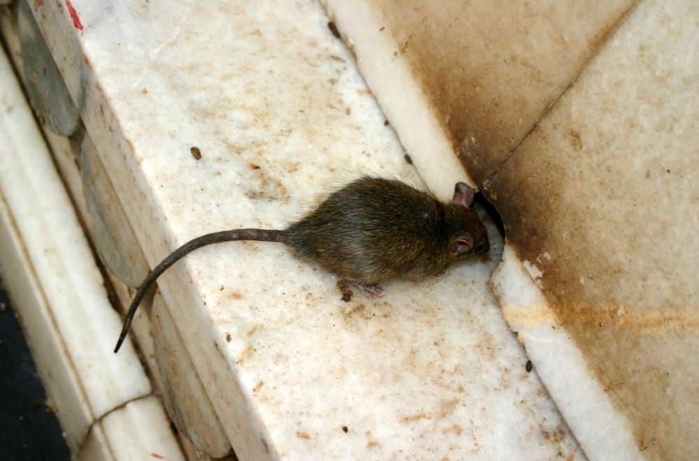 Other Signs Of Rats In The House1