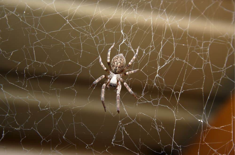 Other spiders 1