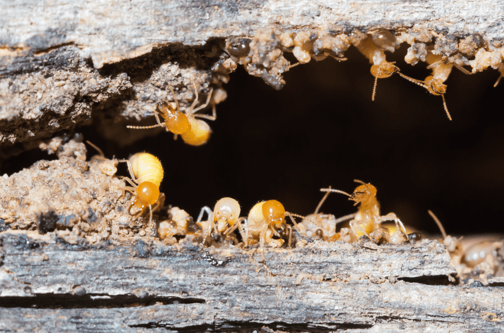 Other termite types1