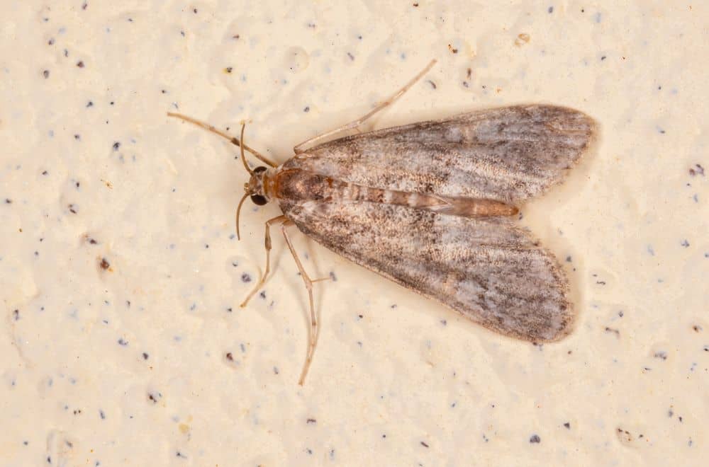 Pantry-moths-Indian-meal-moths1