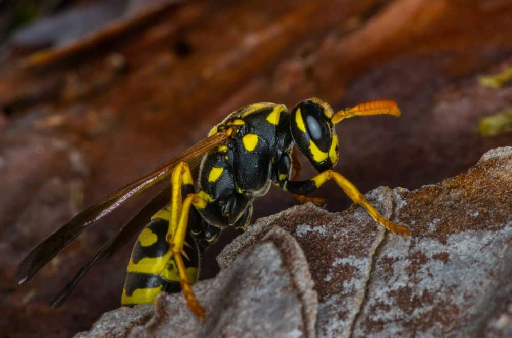 Preventing Wasps from Re-entering Your Loft1