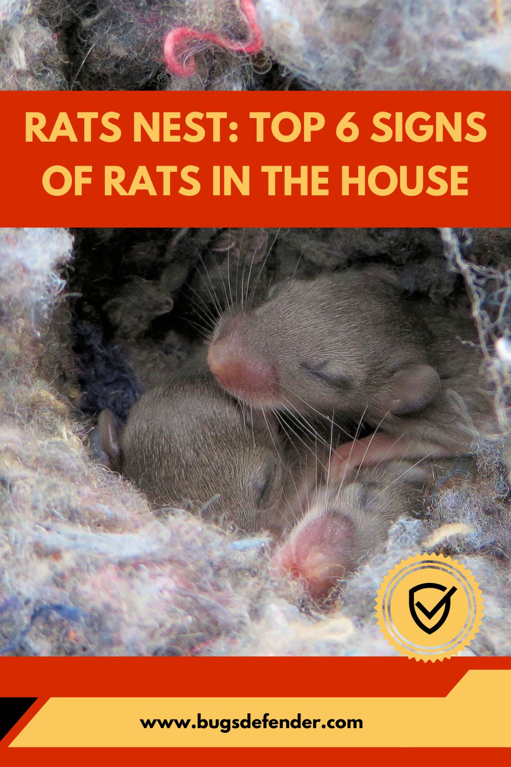 Rats Nest Top 6 Signs of Rats In The House pin2