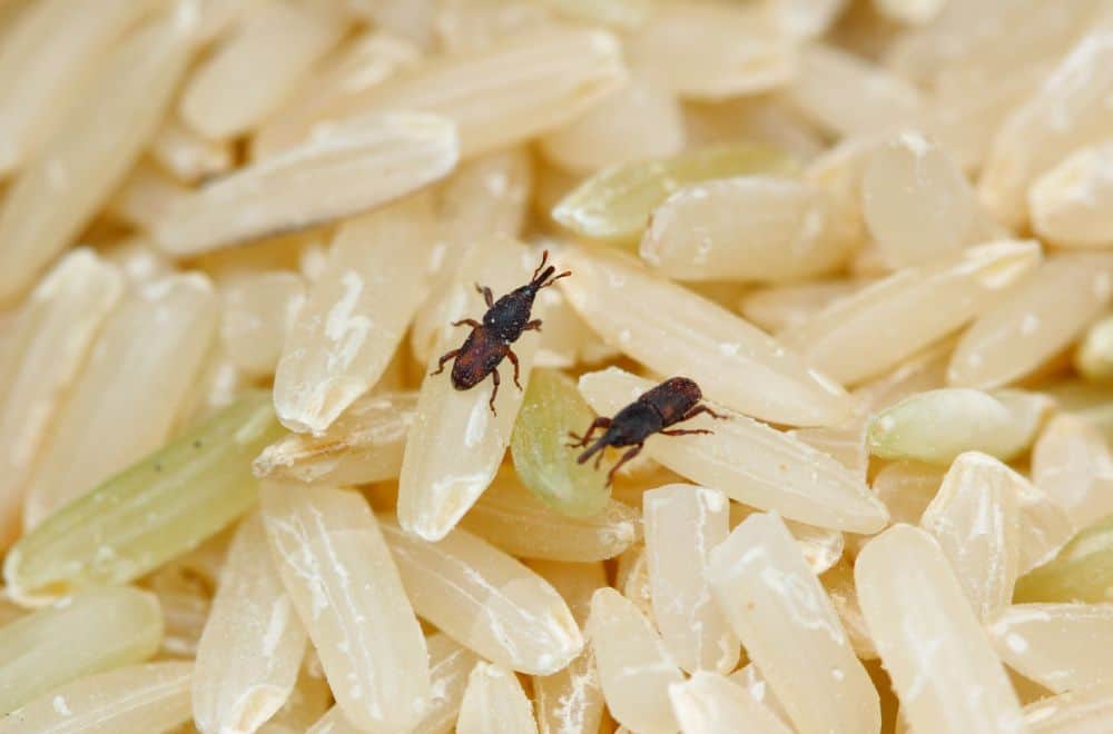 Rice-weevils1
