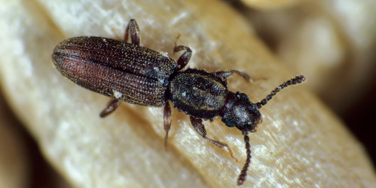 Saw-toothed-grain-beetle1
