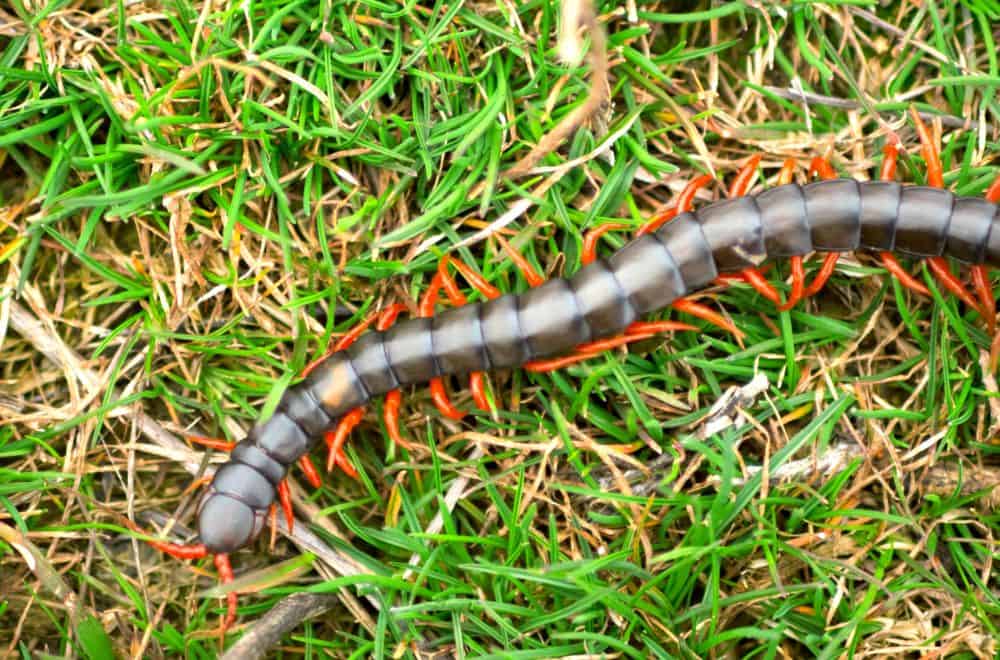 Scolopendra subspinipes 1