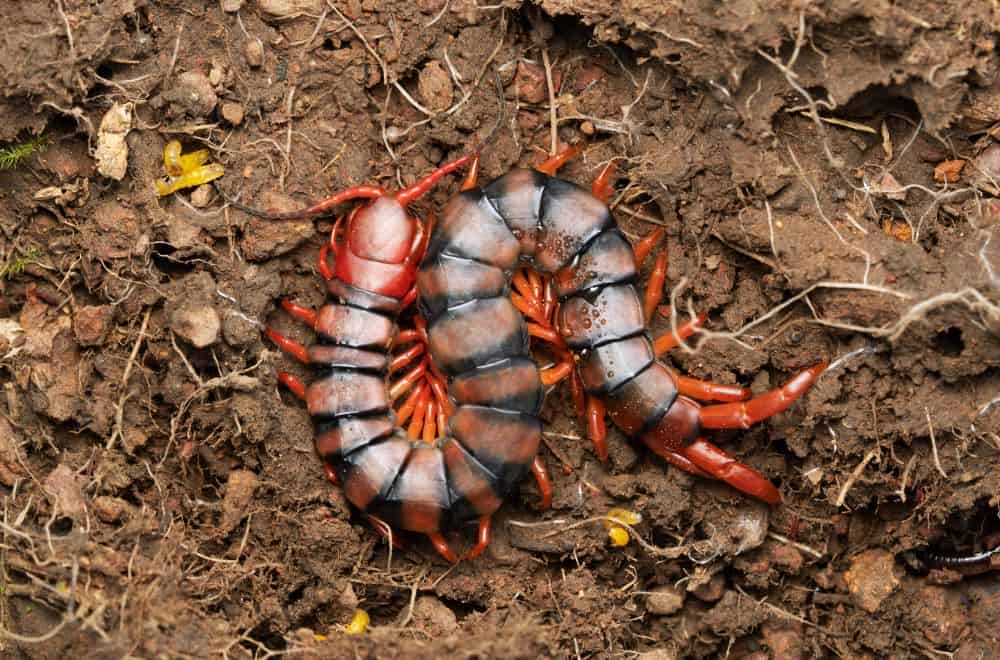 Scolopendra subspinipes mutilans 1
