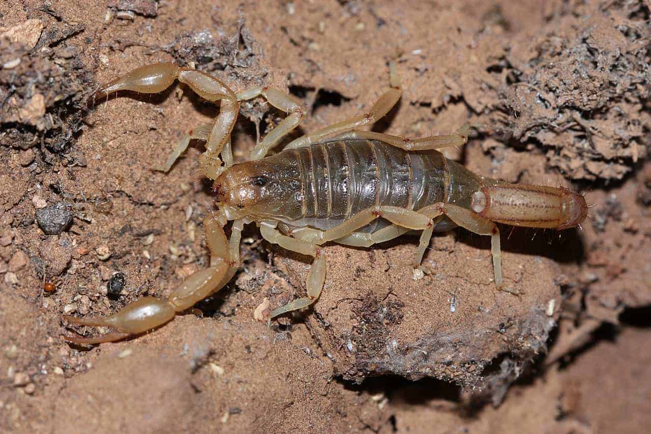 Scorpions1