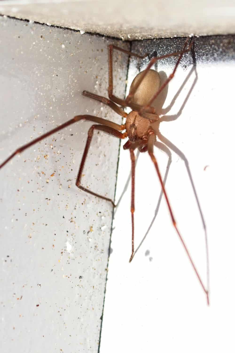 Signs Of A Brown Recluse Spider Infestation In Your Home 1