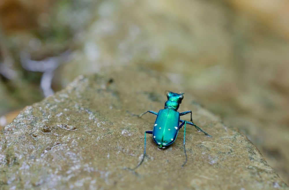 Six-spotted green tiger beetles1