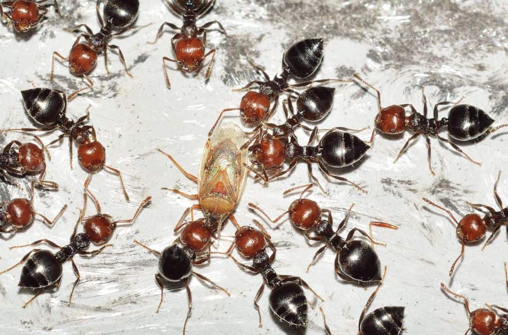 So do ants eat termites?1