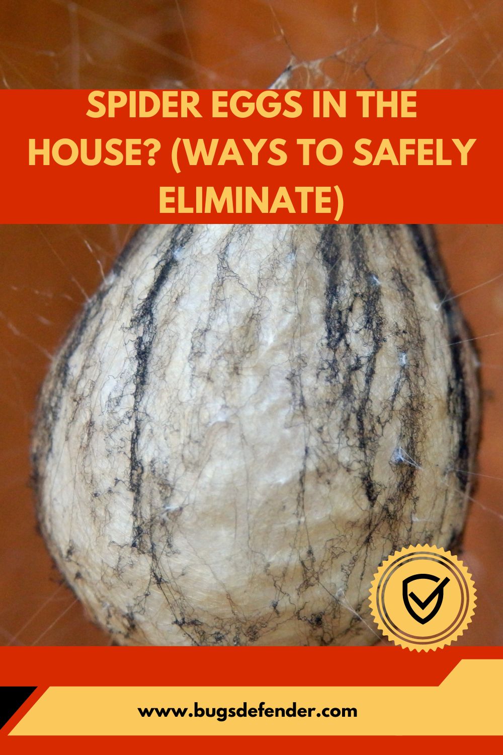 Spider Eggs in the House? (Ways to Safely Eliminate) pin 1