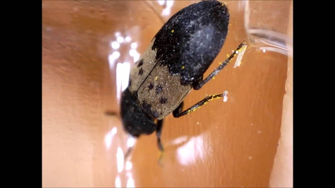 Start spraying your home with pesticide graded for larder beetles 1