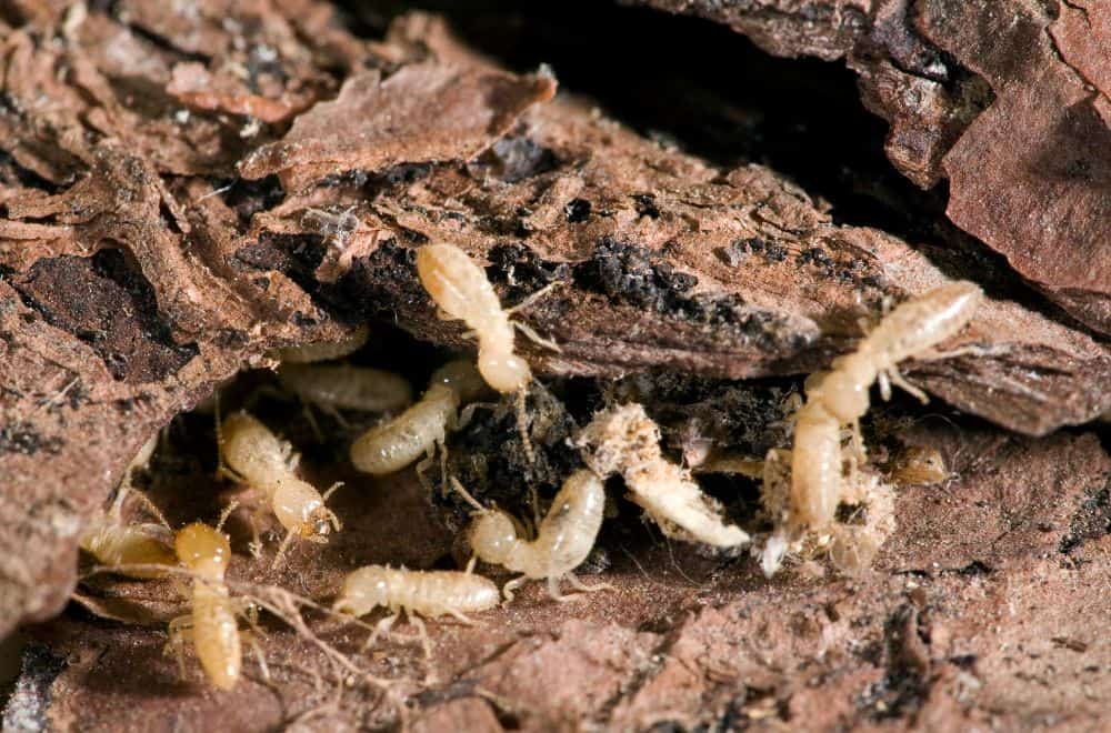 Subterranean termites1