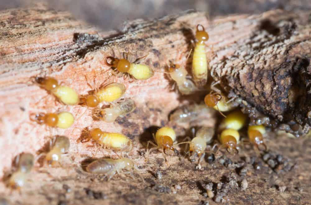 Termites 3