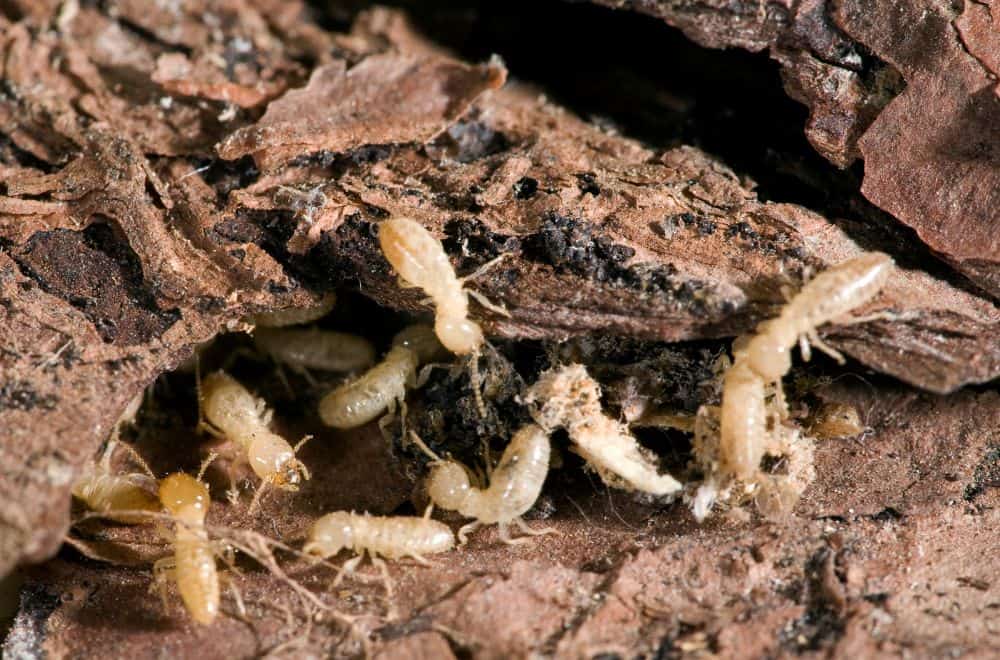Termites1