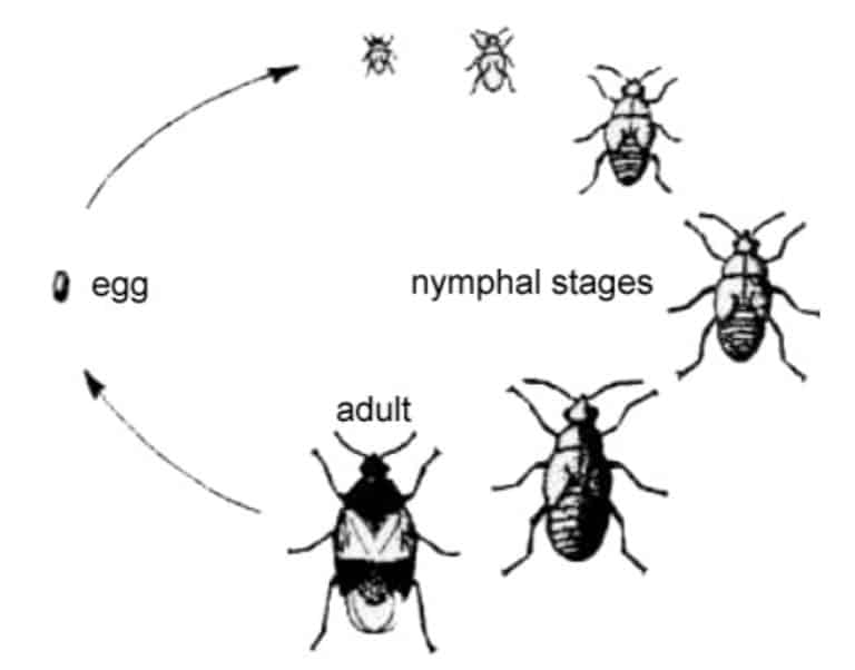 The boxelder bug lifecycle 1