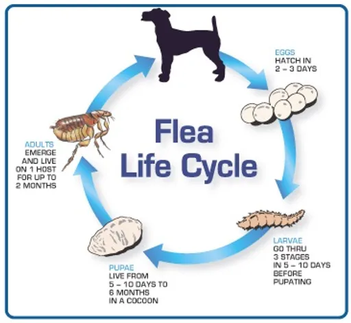The lifecycle of fleas 1