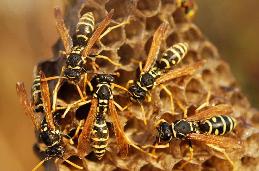 The lifecycle of wasps1