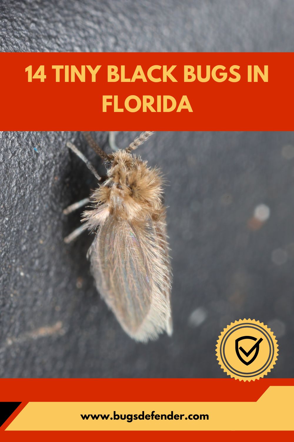 Tiny Black Bugs in Florida pin1