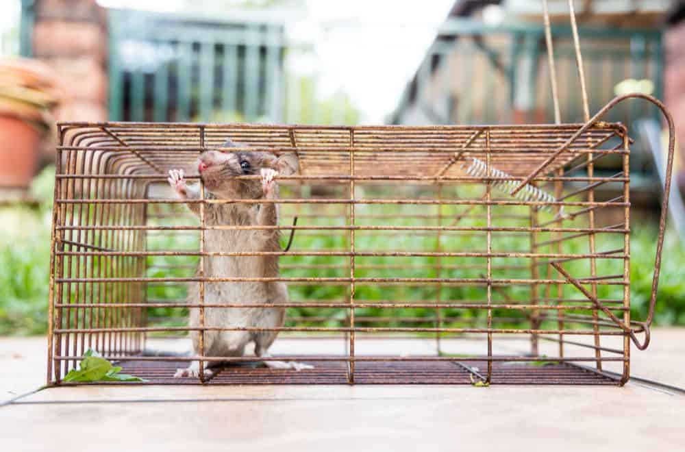 Tips To Get Rid of Rats1