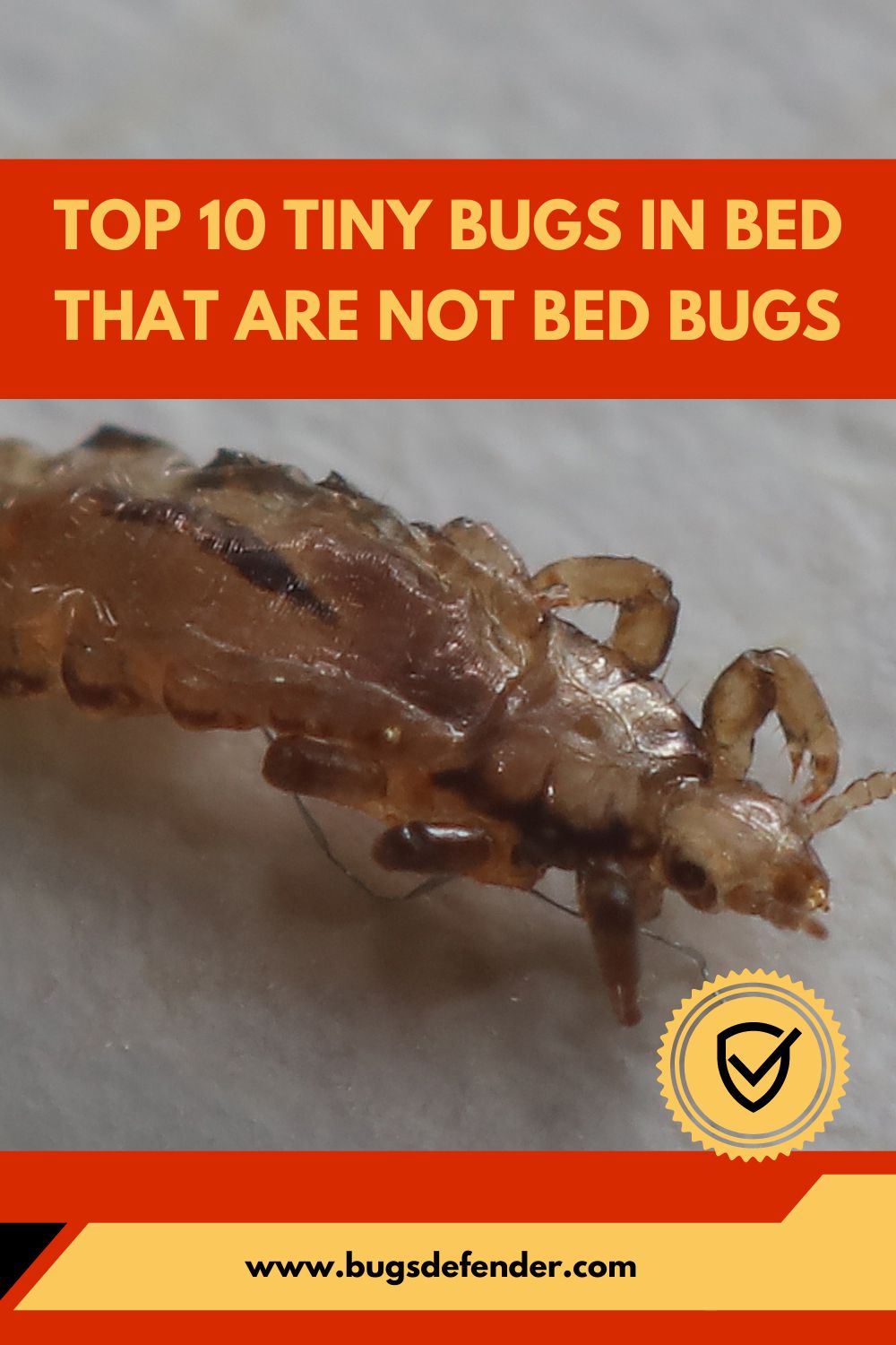 Top 10 Tiny Bugs in Bed that Are Not Bed Bugs pin1