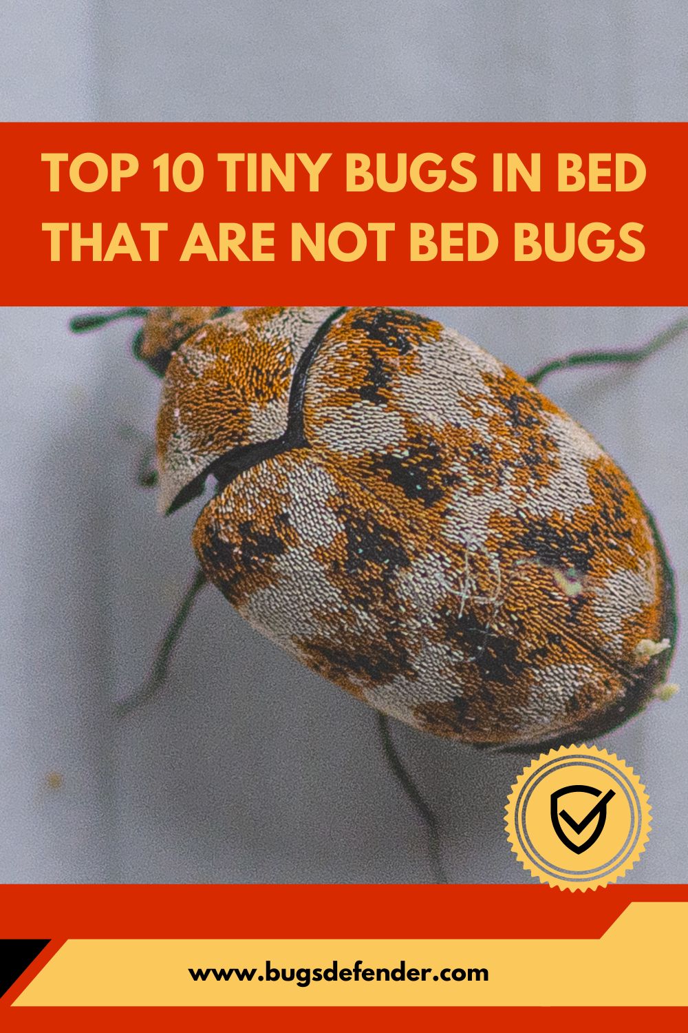 Top 10 Tiny Bugs in Bed that Are Not Bed Bugs pin2