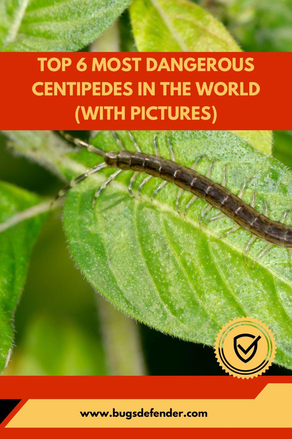 Top 6 Most Dangerous Centipedes in the World pin1