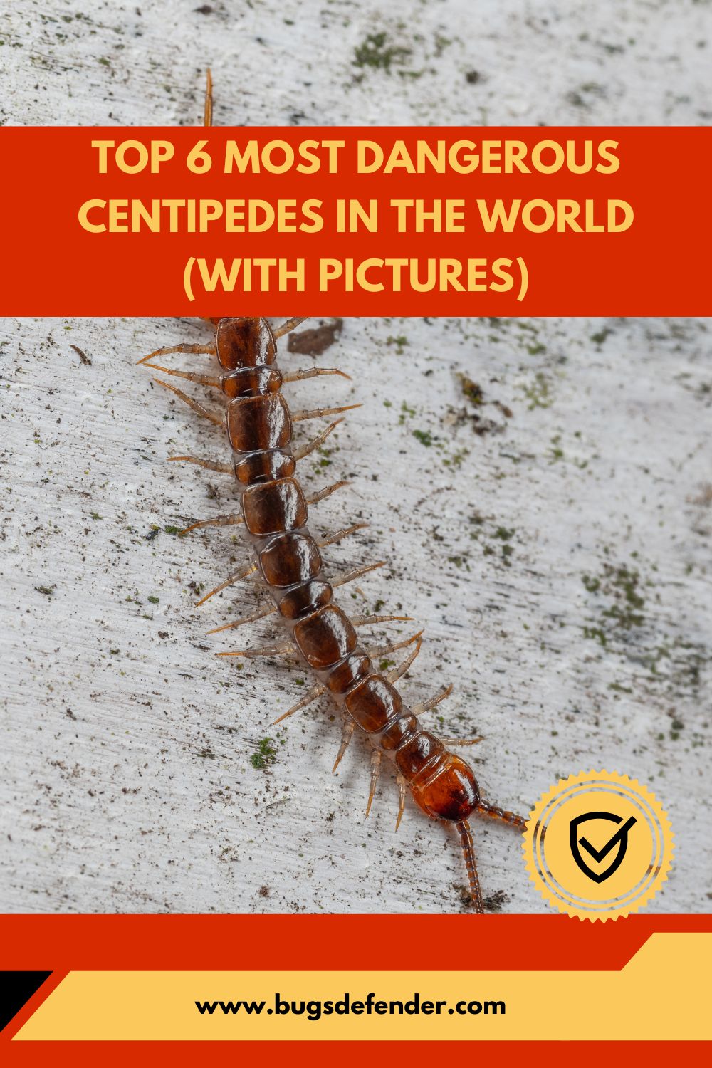 Top 6 Most Dangerous Centipedes in the World pin2