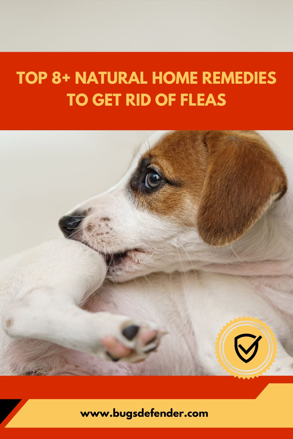 Top 8+ Natural Home Remedies to Get Rid of Fleas pin1