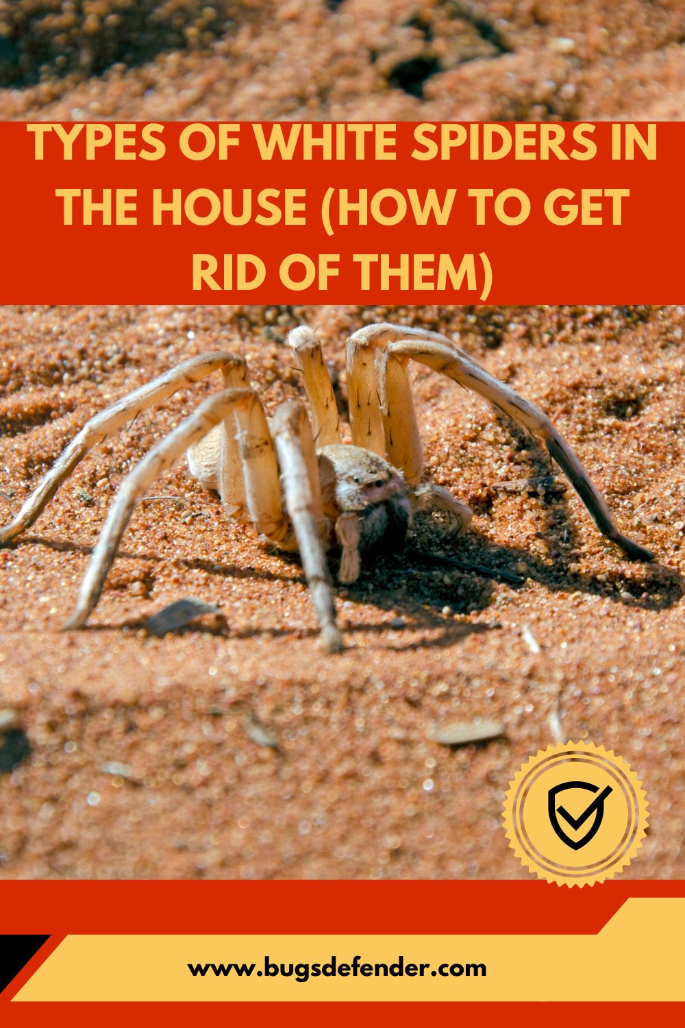 Types Of White Spiders In The House (How To Get Rid Of Them) pin 1