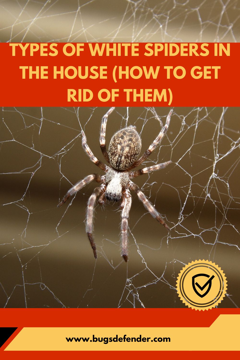 Types Of White Spiders In The House (How To Get Rid Of Them) pin 2