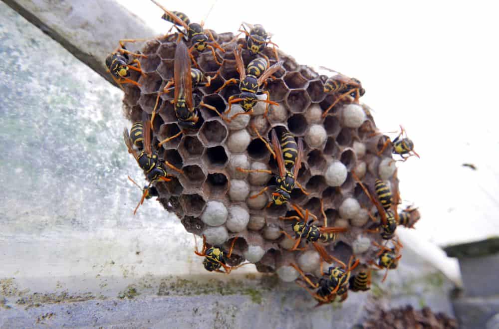 Wasp Nest Identification1