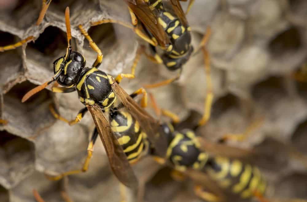 Wasps and hornets, giant black wasps, western yellow jackets 1