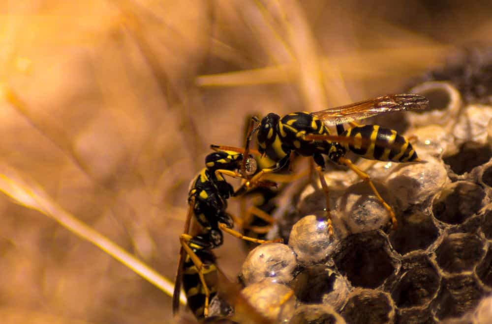 Wasps – an introduction1