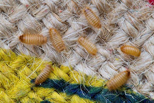 Ways to Eliminate Carpet Beetles and Prevent an Infestation 1
