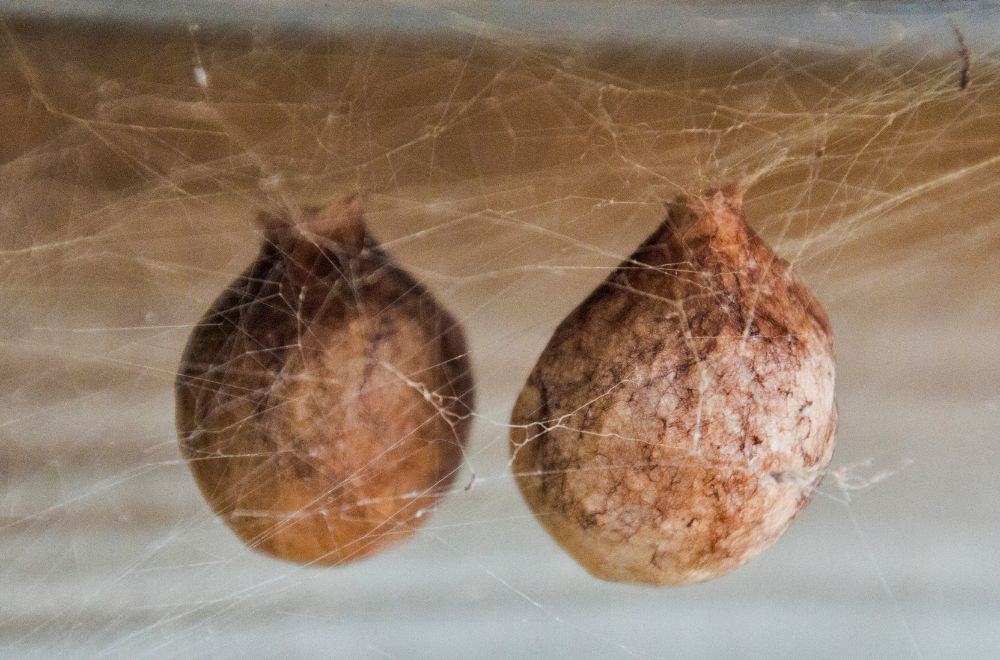Ways to Identify Spider Nests, Sacs, and Eggs 1