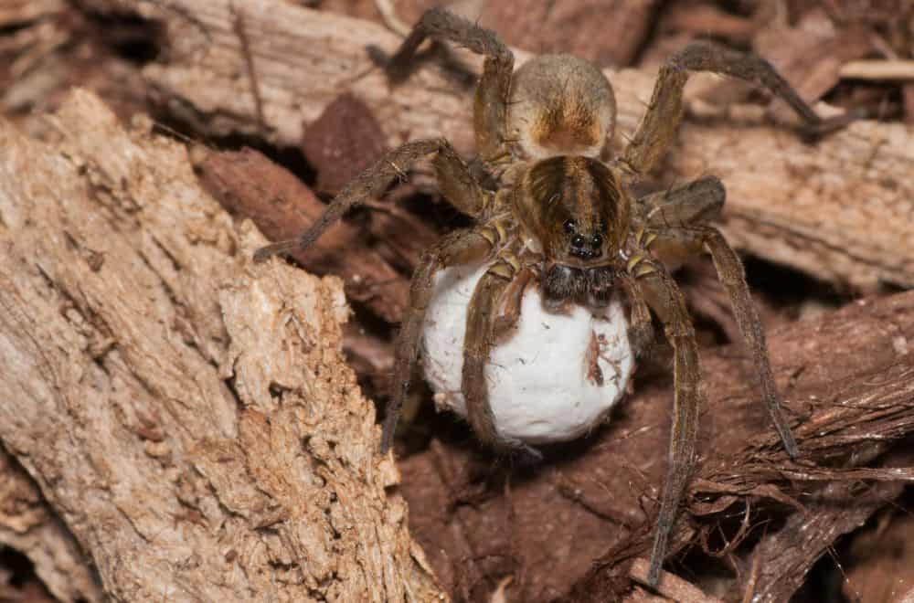 Ways to Prevent Spiders From Laying Eggs in the House 1