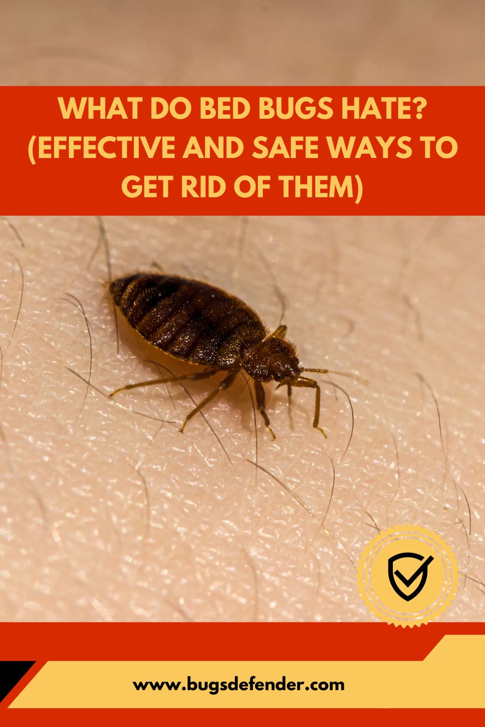 What Do Bed Bugs Hate pin1