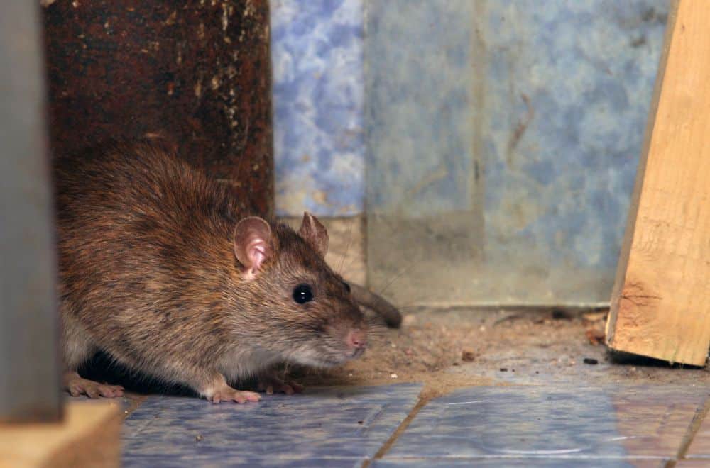 What To Do If You Find A Rat’s Nest1